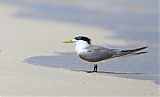 Great Crested Tern